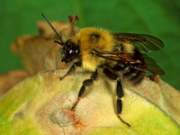Bombus bimaculatus 2-SPOTTED BUMBLEBEE 1110805 Mz