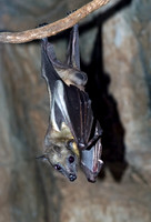 Eidolon helvum STRAW-COLORED FRUIT BAT 5017280z