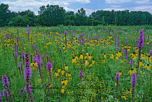Markham Prairie 178603