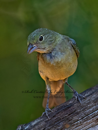 Passerina ciris  PAINTED BUNTING 3041044z