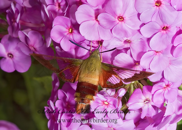 Hemaris thysbe  HUMMINGBIRD CLEARWING MOTH 5012219z
