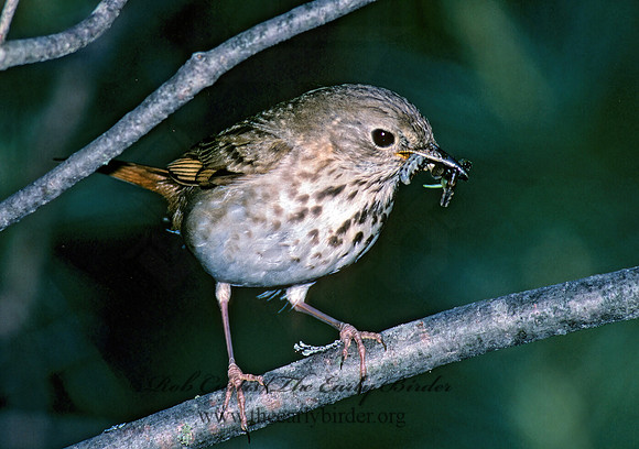 Catharus guttatus  HERMIT THRUSH 177223z