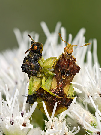 Phymata  AMBUSH BUG 9064627z
