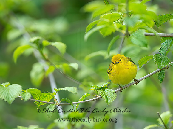Setophaga petechia  YELLOW WARBLER 9038026z