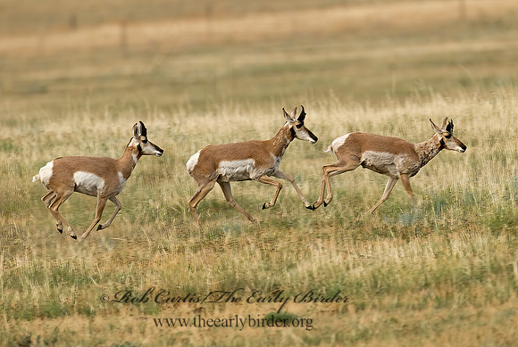 Antilocapra americana  PRONGHORN 7011620z