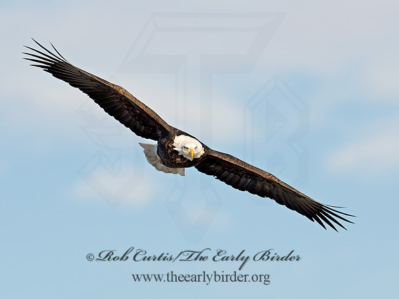 Haliaeetus leucocephalus  BALD EAGLE 9018400z