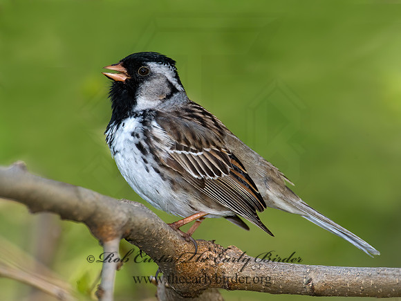 Zonotrichia querula  HARRIS'S SPARROW 8003099z