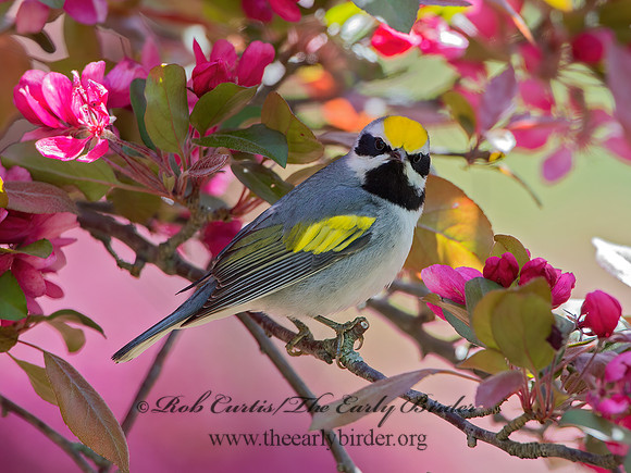 Vermivora chyrsoptera  GOLDEN-WINGED WARBLER 9029969z