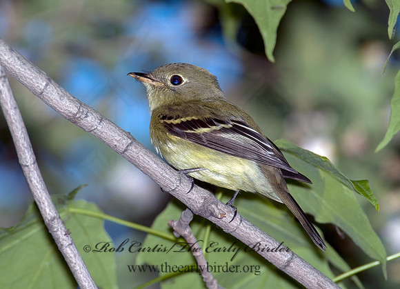 Empidonax flaviventris  YELLOW-BELLIED FLYCATCHER 5007355z