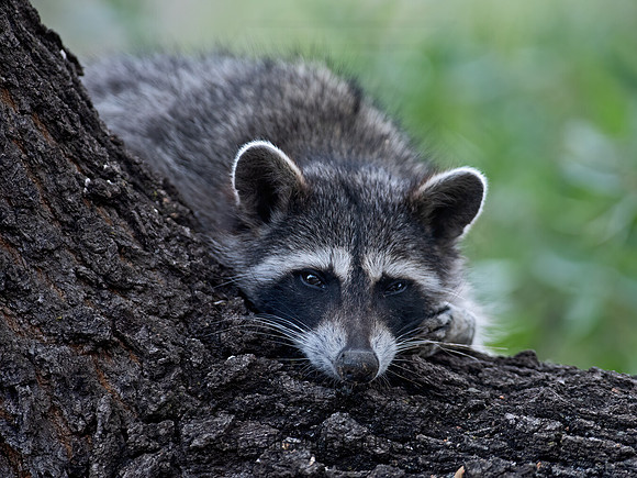 Procyon lotor  RACCOON 6040499z