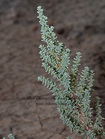 Halogeton glomeratus  SALTLOVER 3023241-z