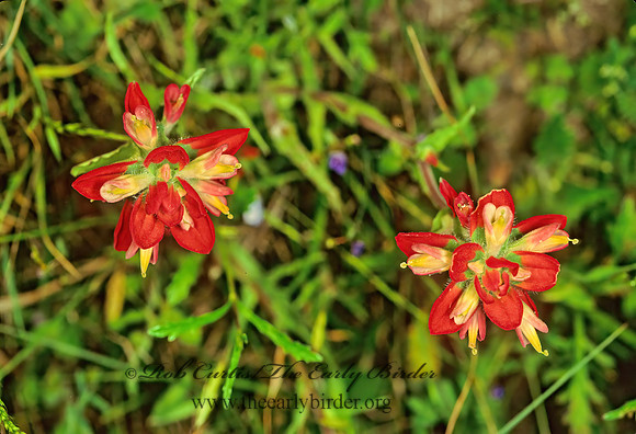 Castilleja indivisa  INDIAN PAINTBRUSH 87102z