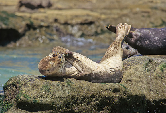 Phoca vitulina  HARBOR SEAL 124503z