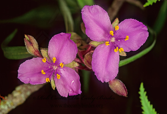 Tradescantia  SPIDERWORT 86127z