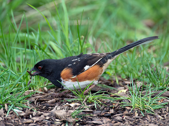 Pipilo erythrophthalmus  EASTERN TOWHEE 9000181z