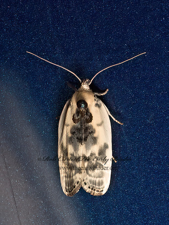 Antaeotricha  BIRD-DROPPING MOTH 9048996z