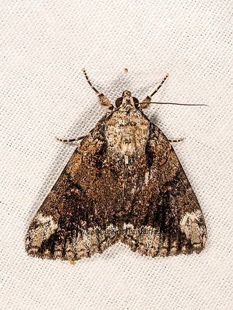 Catocala micronympha  LITTLE NYMPH UNDERWING 3034944z