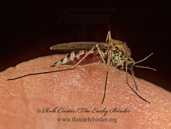 Aedes punctor or communis or hexodontus MOSQUITO 238730z