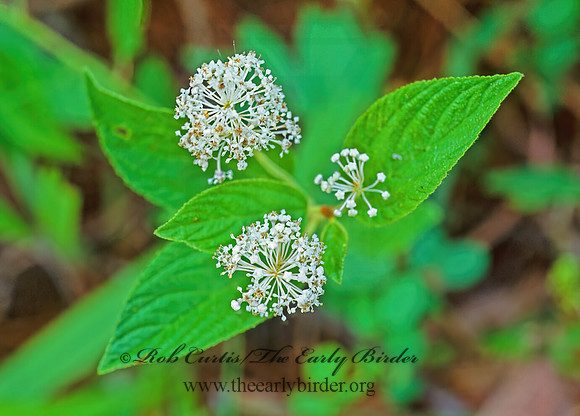 Ceanothus americana  NEW JERSEY TEA 171127z