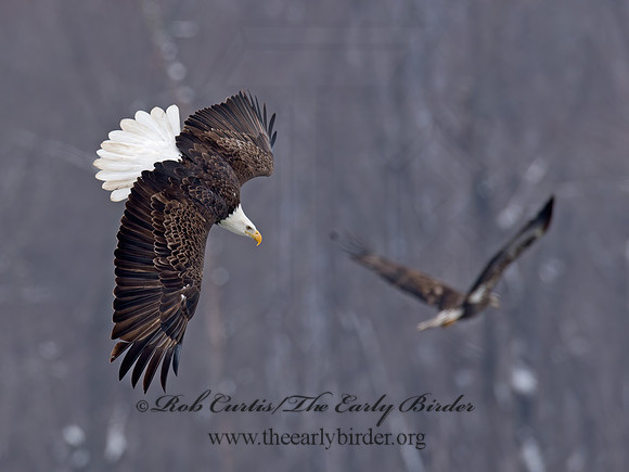 Haliaeetus leucocephalus  BALD EAGLE 9018751z