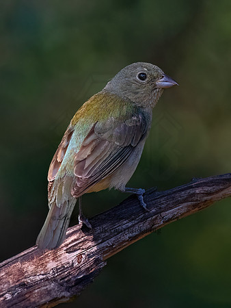 Passerina ciris  PAINTED BUNTING 3040406z