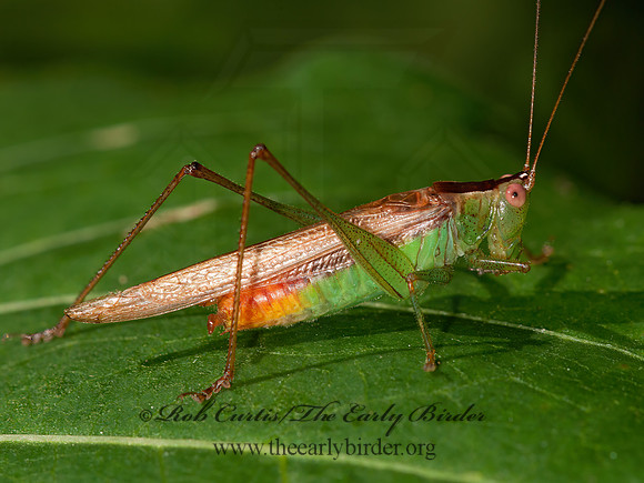 Conocephalus brevipennis  SHORT-WINGED MEADOW KATYDID 3014811z