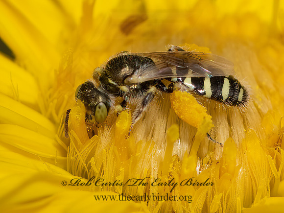 Perdita  FAIRY BEE 3026321z