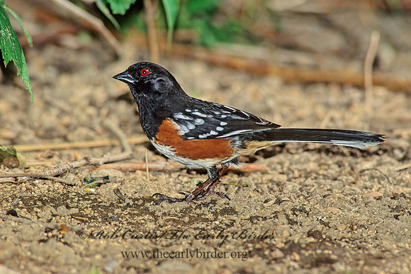 Pipilio maculatus  SPOTTED TOWHEE 126924z