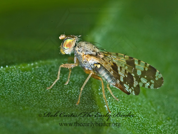 Neotephritis finalis FRUIT FLY 7009284z