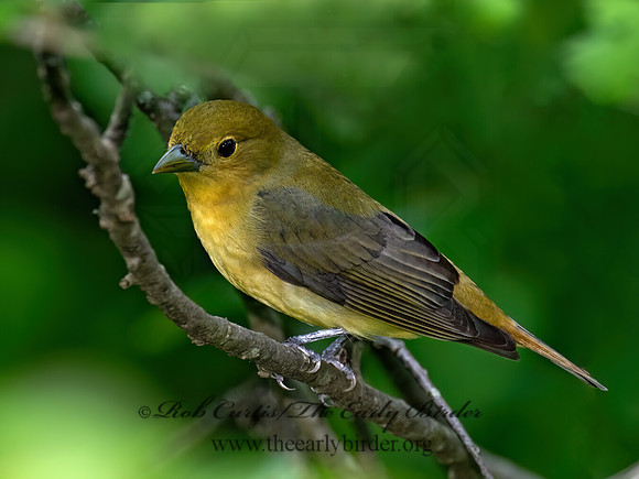 Piranga olivacea SCARLET TANAGER 9087596z