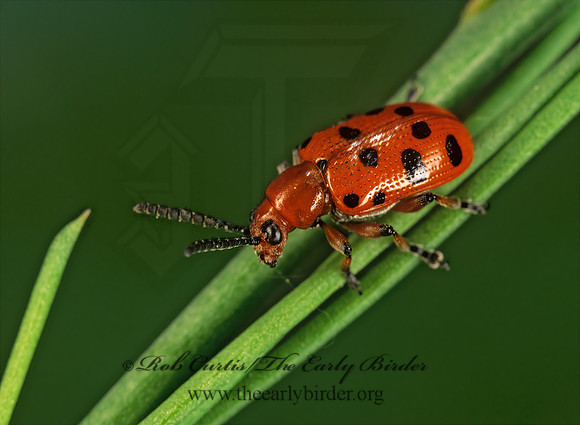 Crioceris duodecimpuntata SPOTTED ASPARAGUS BEETLE 291127z