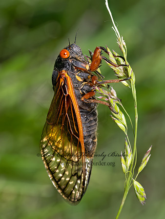 Magicicada cassinii CASSINI'S PERIODICAL CICADA 9088218 z