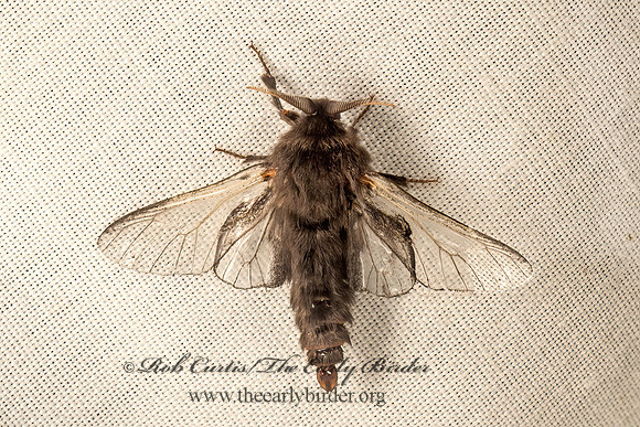 Thyridopteryx�ephemeraeformis  EVERGREEN BAGWORM MOTH 9050427z