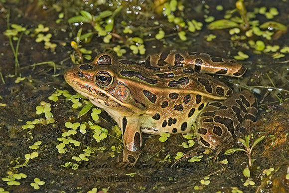 Lithobates pipiens  NORTHERN LEOPARD FROG 5002513 z