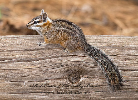 Neotamias dorsalis  CLIFF CHIPMUNK 6026983z