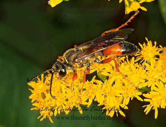 Sphex ichneumoneus 178725z