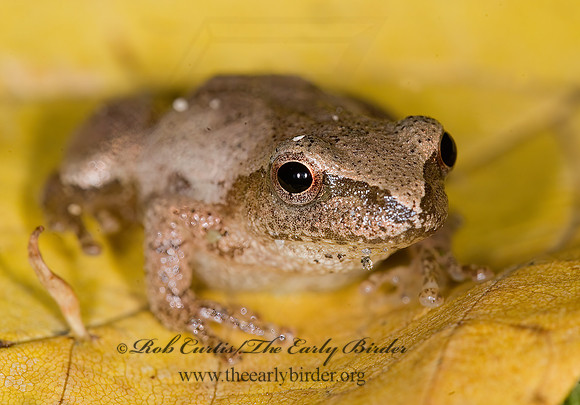Pseudacris crucifer  SPRING PEEPER 6016871a z