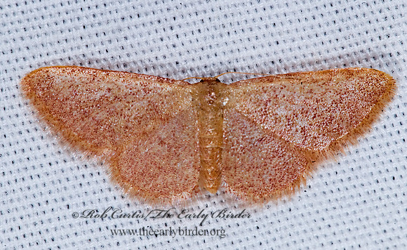 Leptostales STERRHINAE GEOMETRID MOTH 7008691z