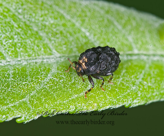 Exema dispar  CASEBEARER LEAF BEETLE 6009057z
