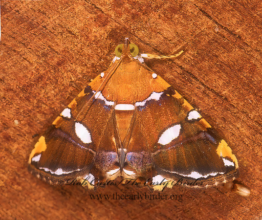Eulepidotis ouocco  FRUIT-PIERCING MOTH 194210 z