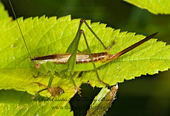 Conocephalus brevipennis  SHORT-WINGED MEADOW GRASSHOPPER  5014716z