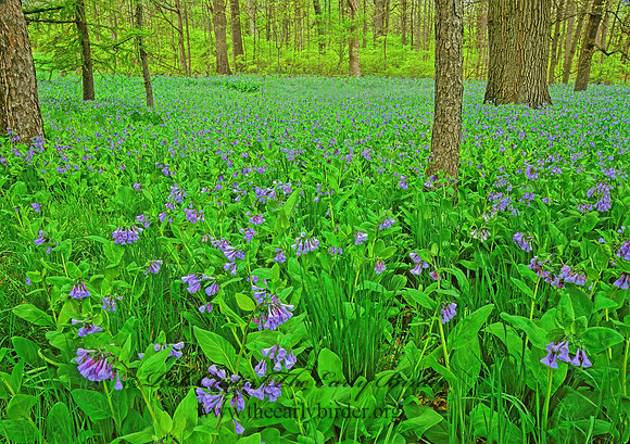Mertensia virginica  VIRGINIA BLUEBELL 299001z