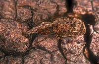 Anthribidae (FUNGUS WEEVILS)