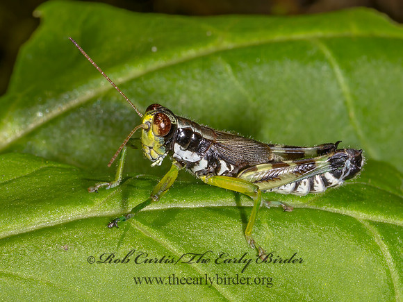 Melanoplus viridipes group GREEN-LEGGED GRASSHOPPER 9089724z