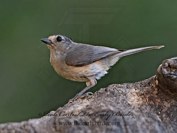 Baeolophus atricristatus  BLACK-CRESTED TITMOUSE 3035671z