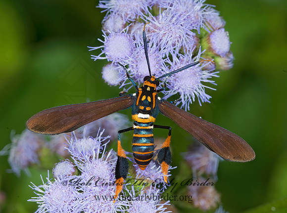 Horama panthalon TEXAS WASP MOTH 7006074z