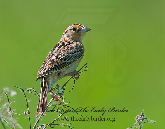 Ammodramus savannarum  GRASSHOPPER SPARROW 3008418z