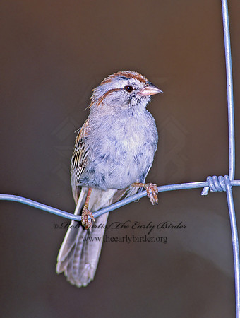 Peucaea carpalis  RUFOUS-WINGED SPARROW 93836z