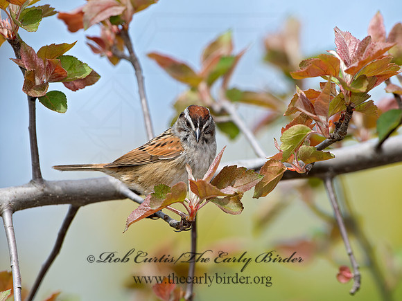Melospiza georgiana  SWAMP SPARROW 9042950z