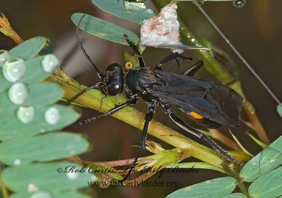 Anoplius semicinctus  SPIDER WASP 6013648z